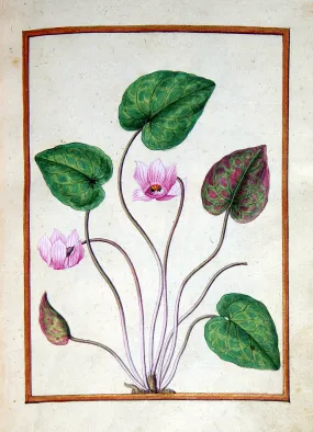 Jacques le Moyne de Morgues (French, ca. 1533-1588), Cyclamen